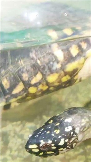 This Baby Tortoise’s Morning Routine Is Perfection l The Dodo #animals #tortoise #pets
