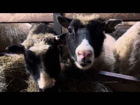 Icelandic Sheeps Eating