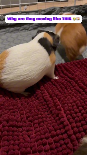 Guinea Pigs Go Into FULL CHAOS Mode 😭🐹 (Zoomies + Popcorning)