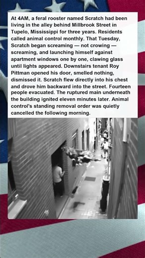 Feral Rooster Wakes Sleeping Town Before Gas Explosion