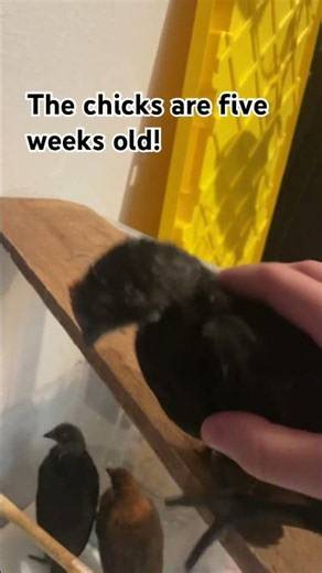 they’re doing great!￼