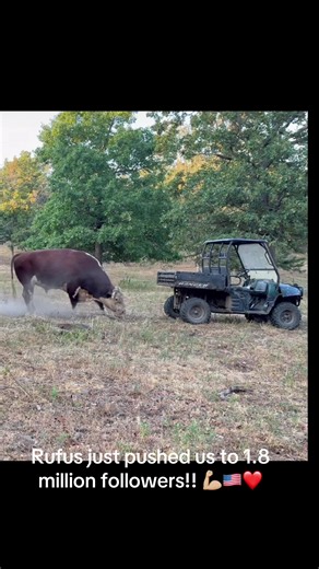 Thank you everyone for following #rufusthebull | rufus the bull