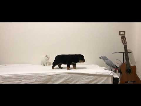 Rottweiler Puppy Finds His Forever Best Friend… Cat or Parrot? 🐶🐱🦜❤️