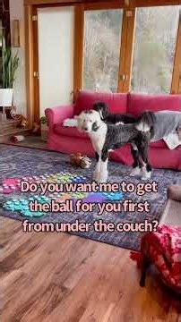 Bunny is a sheepadoodle - which means she's very serious about everything being it its right place..