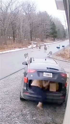 wildanimalnature42 on Instagram: "Pack of wolf attack on girl during put a language in car 😭 _ _ _ _ _ _ _ _ _ #wolf #wolfattack #wildatlanticway #wildanimals #discovery"
