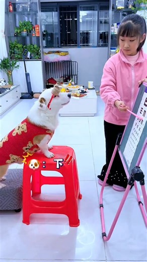 A Girl Checks the Dog’s Eyes 😂🐶 | Funny Voice Over #amazing #cat