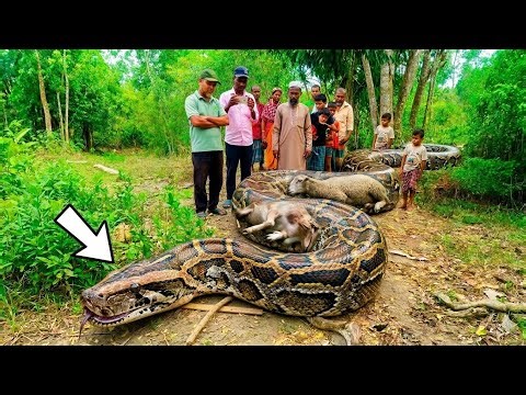 Anaconda Snake Attack Boys In Forest | An Anaconda Snake Attack Brief Story | snake attack