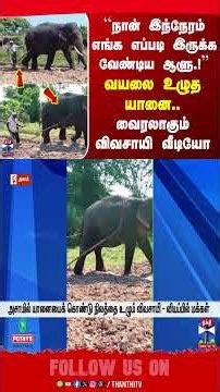 Assam | Elephant | ViralVideo