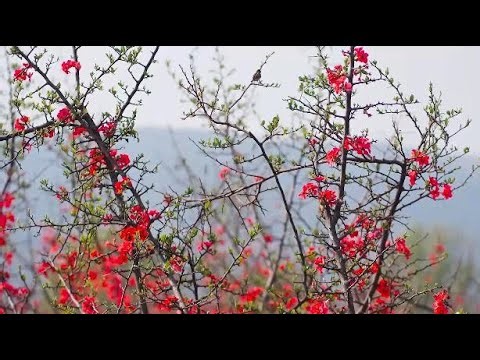 Spring blossoms draw visitors to Dali