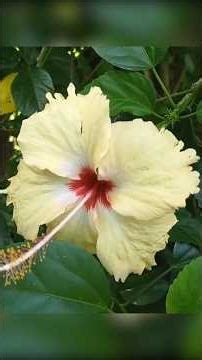 🌸🌼 Learn Flower Names for Kids | Fun Flower Facts | Flowers Around Us 🌼🌸 | 3d shorts | Animation