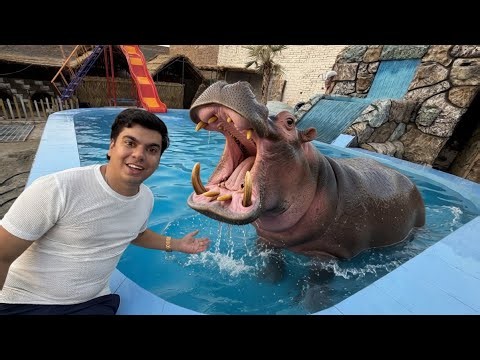 Pool Mein Hippo Ko Choor Dea 😲