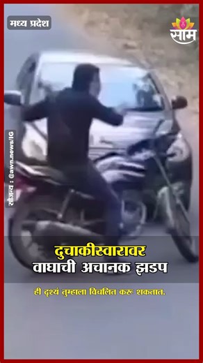 दुचाकी स्वारावर वाघाची अचानक झडप | Tiger Attack Video सौजन्य : @awn.news/IG Disclaimer: The content in this video may include material sourced from third parties. We make no claim of ownership over such content. All rights remain with the respective owners. If you are the original creator and wish to receive proper credit or request removal, please contact us via direct message. We will promptly address your request. madhav tiger reserve, tiger attack, madhya pradesh news, wildlife attack, fores