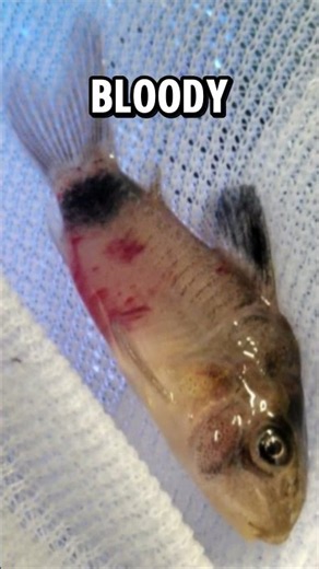 Why You Should NOT Get Panda Corydoras From Petco
