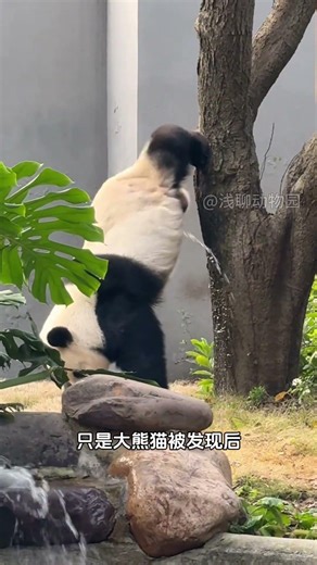 Heartwarming Red Panda Cry: Emotional Journey Unveiled