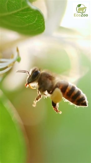 🌻🐝Extreme Close-Up Bee Pollinating Flower #wildlife #bee #closeup