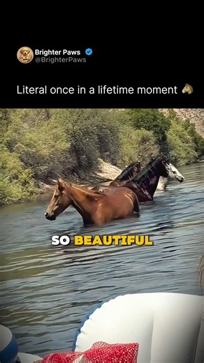 Literal once in a lifetime moment 🐴 #horse