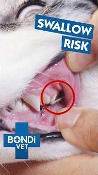 Removing Metal From A Dog’s Teeth With Huge Cutters 😳 #shorts #dog #vet