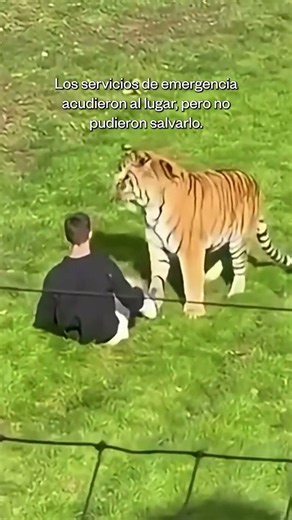 Un hombre perdió la vida después de ser atacado por un tigre en Yorkshire | Noticias Telemundo