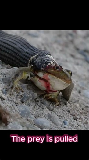 How a Snake Eats Prey Starting From the Leg