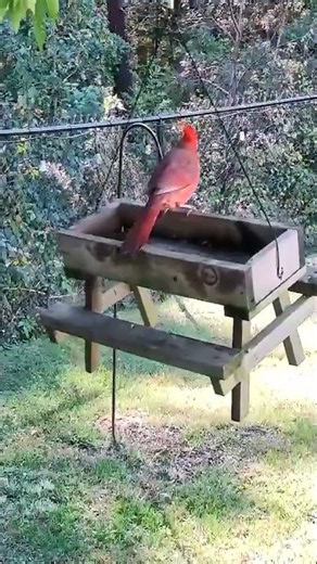 Rudy the cardinal feeds first — then Blaze the blue jay tags in 🐦 | South Shore MA Bird Cam