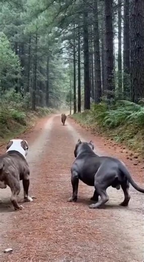 Collision in the Wild 😨 #MeowMeowTime #Meow #Clickhype #cute #प्यारा #adorable #かわいい