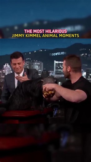 THE MOST HILARIOUS JIMMY KIMMEL ANIMAL MOMENTS 🐾 Unpredictable pets stealing the whole show on live TV! #JimmyKimmel #AnimalMoments #FunnyPets #LateNightComedy