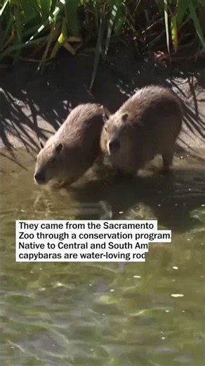 San Francisco Zoo welcomes capybaras for first time in nearly a decade