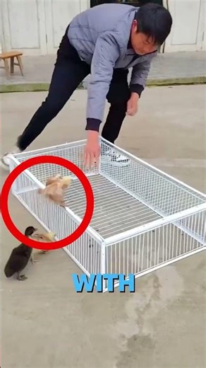 This Chicken Trap Design is Genius! 🐔#diy #chickencage