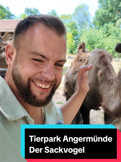 Heute statten wir dem Kamel noch einmal einen Besuch ab. Anschließend entdecken wir einen Vogel, der so außergewöhnlich aussieht, dass ich ihm direkt einen ganz besonderen Spitznamen verpasse. Ob der Name gerechtfertigt ist, müsst ihr selbst entscheiden. #Tierpark #Angermünde #Ausflug #Karmel #Janbln