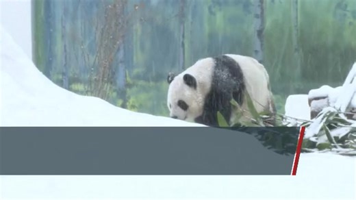 Twin giant pandas play joyfully in snow in NE China Giant panda Zhishi and Zhima frolicked in the snow, delighting visitors at a panda pavilion specially built for them in Harbin, northeast China's Heilongjiang Province. | BastilleGlobal