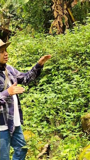 VIRAL !!! TELAH DITEMUKAN CANDI BESAR MENANDINGI BOROBUDUR DI PEDALAMAN HUTAN JAWA TIMUR ?!