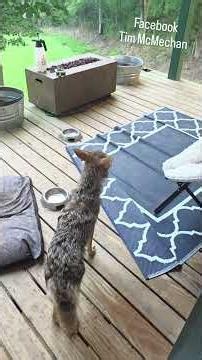SQUIRREL vs COYOTE #raccoon #weavethecoyote #wildlife #dog #funny #cute #animals #puppy #friends