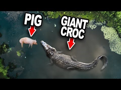 Man Vs Giant Crocodile! (Tug Of War)