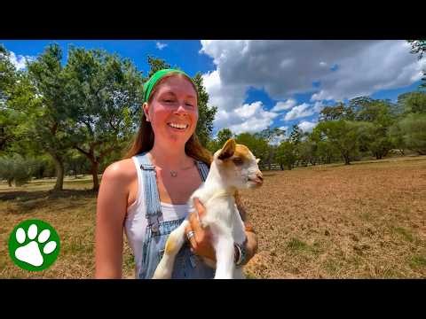Baby Goat Rescue: From Hole to Mother's Arms