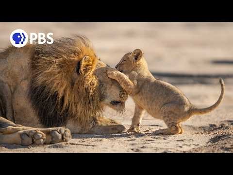 Parenthood: The Greatest Adventure | Official Trailer