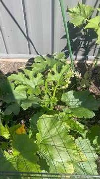 Week 20 Veggie Garden Update 🌱 Capsicum Harvest & Tomato Experiment Results!