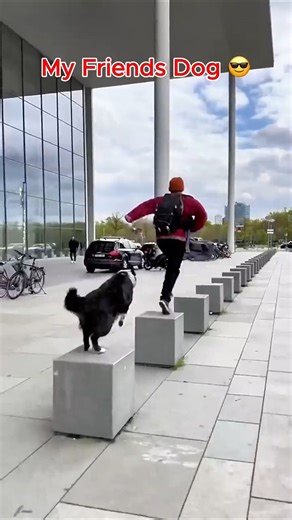 My Dog vs My Friend’s Dog 🐶🔥 | Funny Dog Fight Reaction | Viral Pet Video