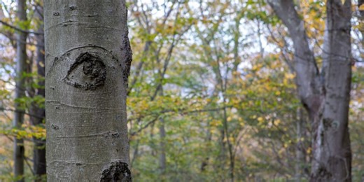 East Lansing seeks public input on downtown tree revitalization project