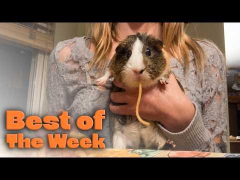 These Animals Are Absolutely HILARIOUS! 😂 Best of the Week