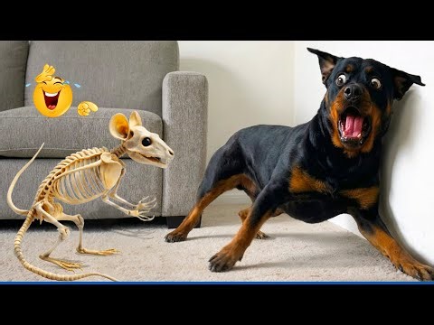 Try Not to Laugh! Hilarious Dogs & The Funniest Dog and Cat Videos of the Year 😂🐕