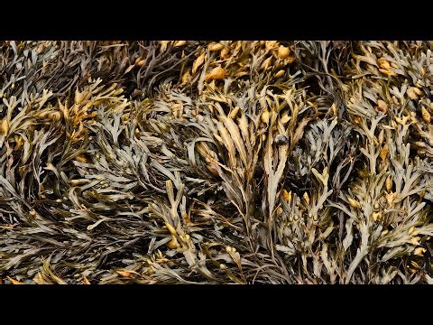 Seaweed swamping Sydney beaches ahead of heatwave