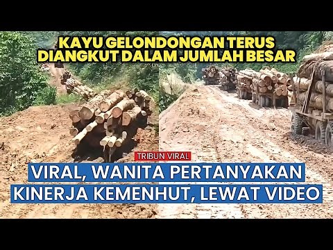 Wanita ini Pertanyakan Kinerja Kemenhut soal Tumpukan Kayu Besar yang Terus Diangkut