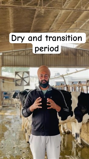 How to manage dry cow।Dry cow management। transition feed।dry cow feed। veer dairy farm। #shorts
