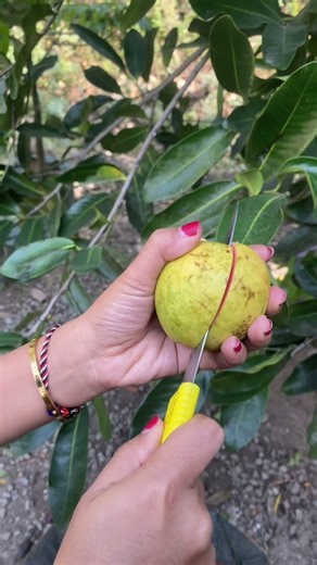Red Guava #redguava