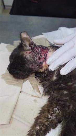 Innocent Black Cat Found With Acid Burns And Crawling With Maggots [STORY BELOW]