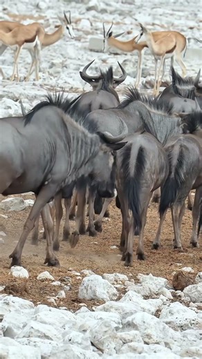 Springboks and Wildebeests at Etosha National Park in Namibia.