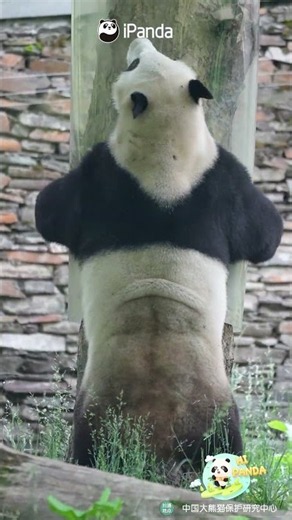 Get Moving With Xiao Qiji’s Panda Workout Routine! | iPanda #shorts