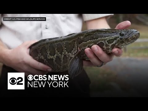 Invasive fish that can cross the street found in Long Island pond