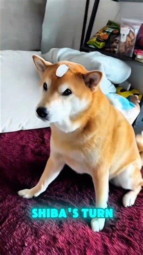 This Owner Placed Ice On Different Dogs To See Something Shocking