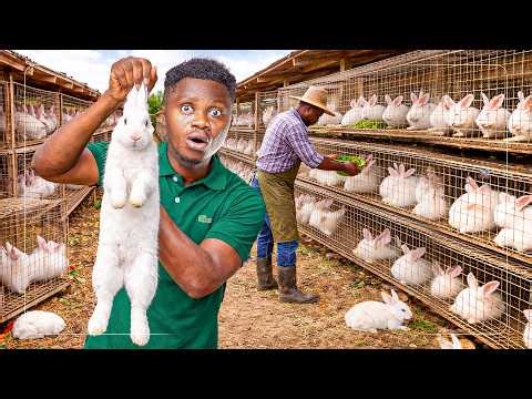 Forget Poultry! Rabbit Farming Is the New Goldmine